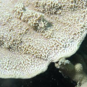 Montipora foliosa