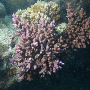 Acropora loripes