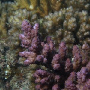 Acropora loripes