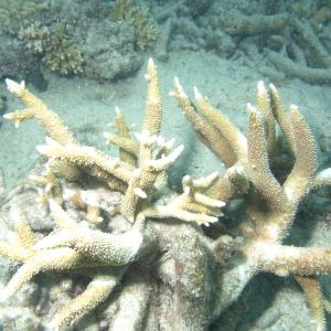 Acropora robusta