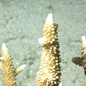 Acropora robusta