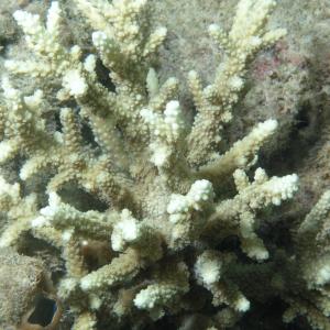 Acropora horrida