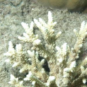Acropora horrida