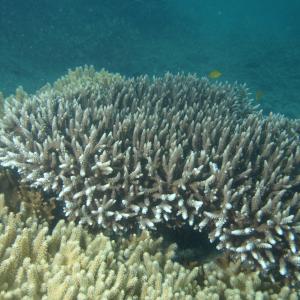 Acropora yongei