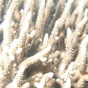 Acropora yongei