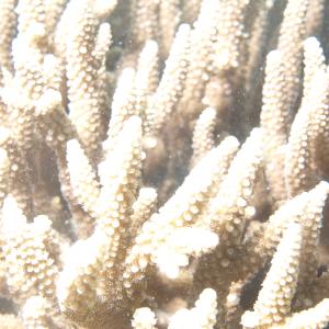Acropora yongei