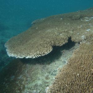 Acropora cytherea