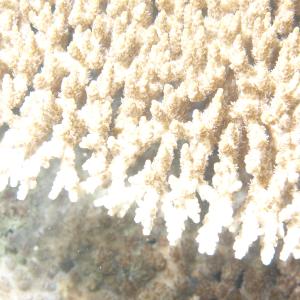 Acropora cytherea