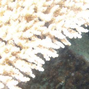Acropora cytherea