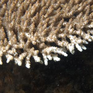 Acropora cytherea