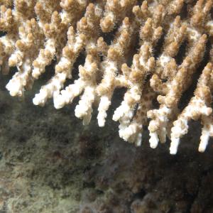 Acropora cytherea