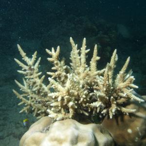 Acropora vaughani