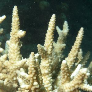 Acropora vaughani