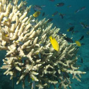 Acropora valenciennesi