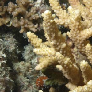 Acropora valenciennesi