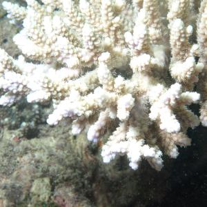 Acropora latistella