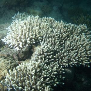 Acropora latistella