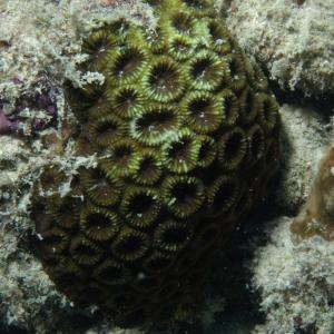 Favia pallida
