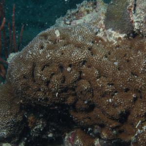Montipora corbettensis