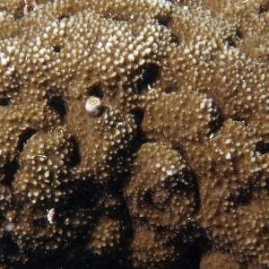 Montipora corbettensis
