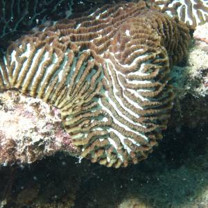 Platygyra daedalea