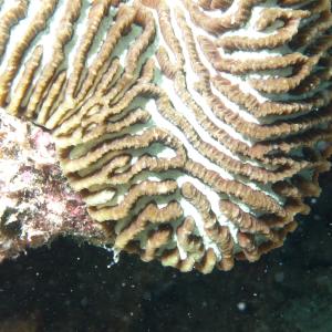 Platygyra daedalea