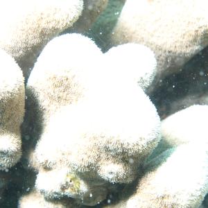 Pavona clavus