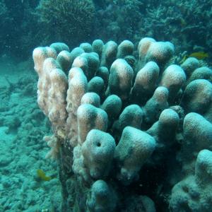 Pavona clavus