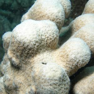 Pavona clavus