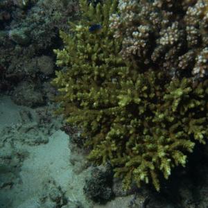 Acropora loripes