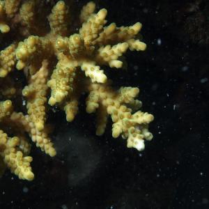 Acropora loripes