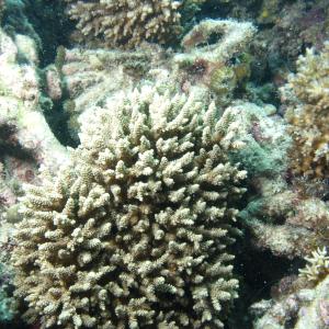 Acropora selago