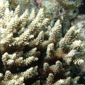 Acropora selago