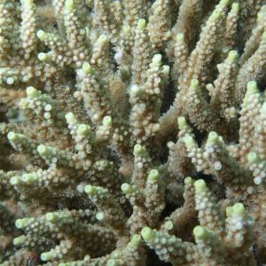 Acropora subulata