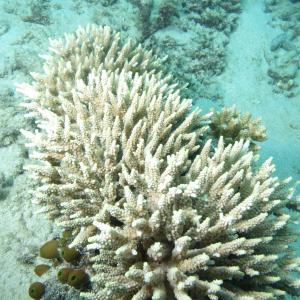 Acropora subulata