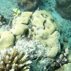Leptastrea transversa