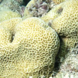 Leptastrea transversa