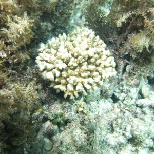 Acropora samoensis