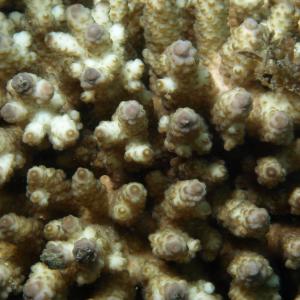 Acropora samoensis