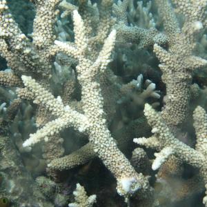Acropora muricata