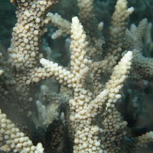 Acropora muricata