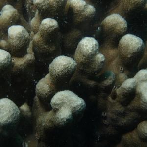 Porites cylindrica