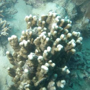 Porites cylindrica