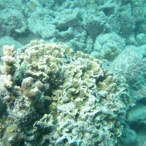 Turbinaria mesenterina