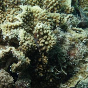Turbinaria mesenterina
