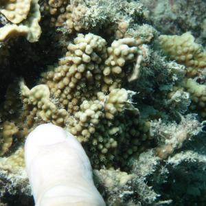 Turbinaria mesenterina
