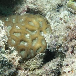 Favites flexuosa