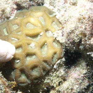Favites flexuosa