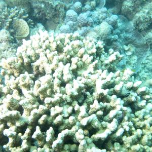 Porites annae