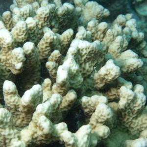 Porites annae